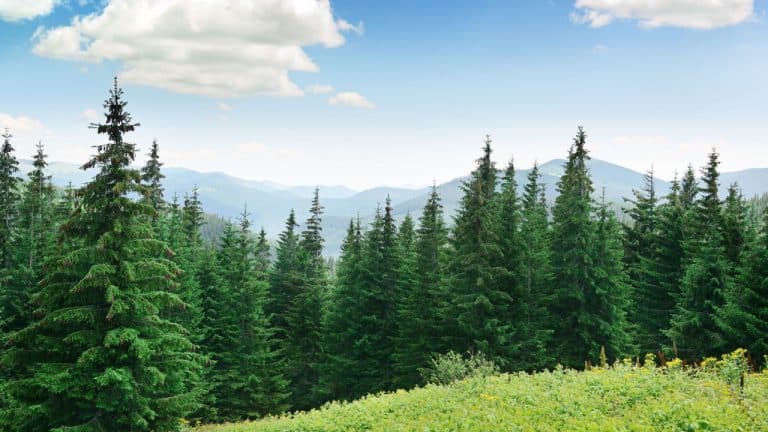 Britt, Robin (Britty)